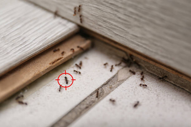  Napa, CA Pest Control Pros