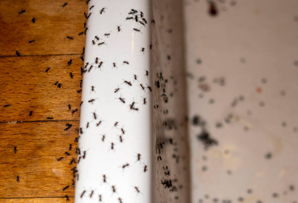 Best Wasp Removal Services  in Napa, CA